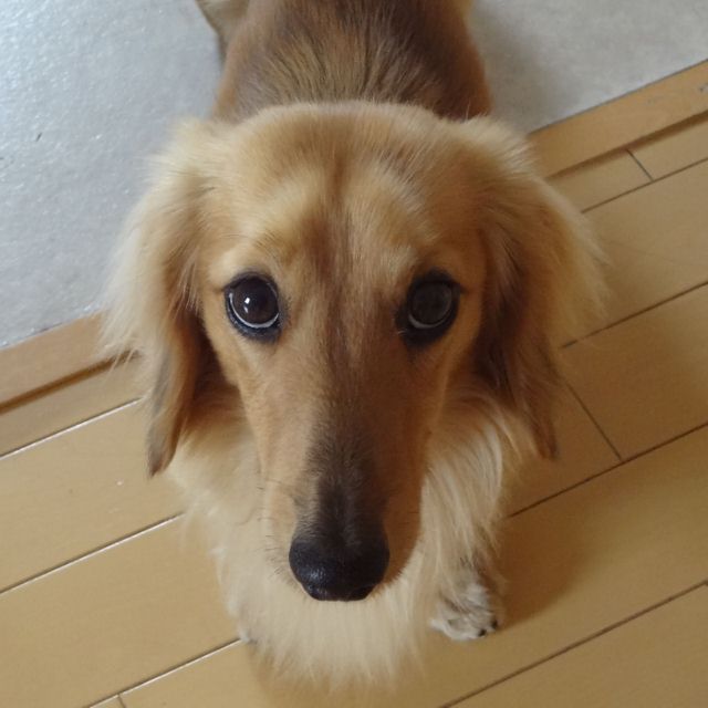 13年04月 犬好きの わんぱく犬生活 ときどき肉球