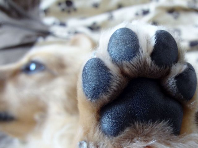 犬の肉球って フェチになるかわいさ 犬好きの わんぱく犬生活 ときどき肉球